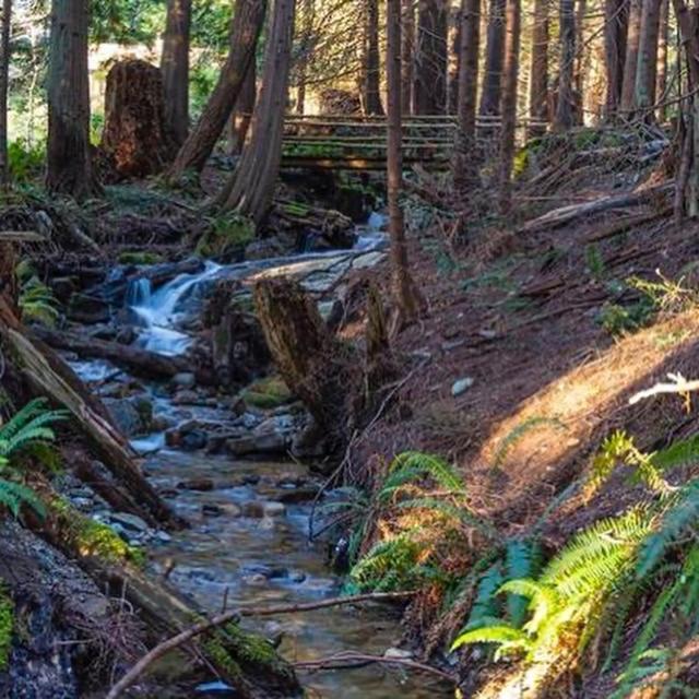 Forest Haven Hideaway Roberts Creek Εξωτερικό φωτογραφία